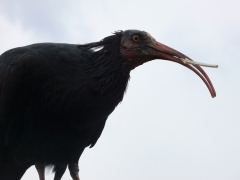 03_ibis_ritratto