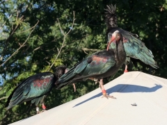 79_ibis