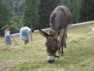 monte-zoncolan-sutrio-27-luglio-2008-022